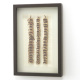 �Ǌ|���t���[�� (BETELNUT PALM)�̎ʐ^